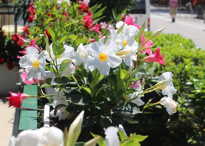 Ute Ξενοδοχείο Τζεσόλο Λίντο